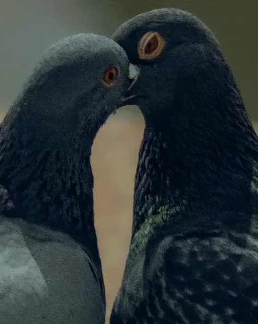 Two birds leaning toward one another